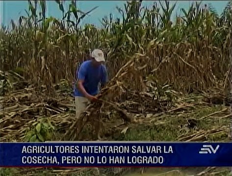 Desbordamiento de río Las Juntas afectó a cultivos en Los Ríos