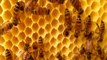 3D Printed Beehive Lets Bees Mind Their Own Beeswax