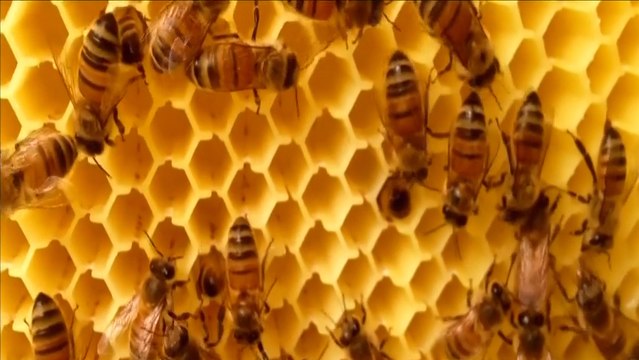 3D Printed Beehive Lets Bees Mind Their Own Beeswax