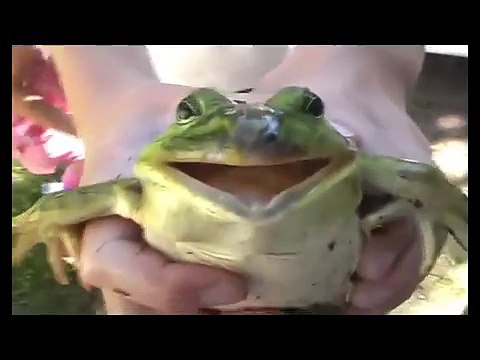 Even more screaming frogs
