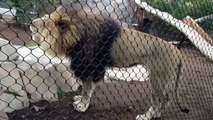 HUGE Male Lion at Zoo Shocks Audience while Roars, Sneezes makes me Jump and scary loud roars