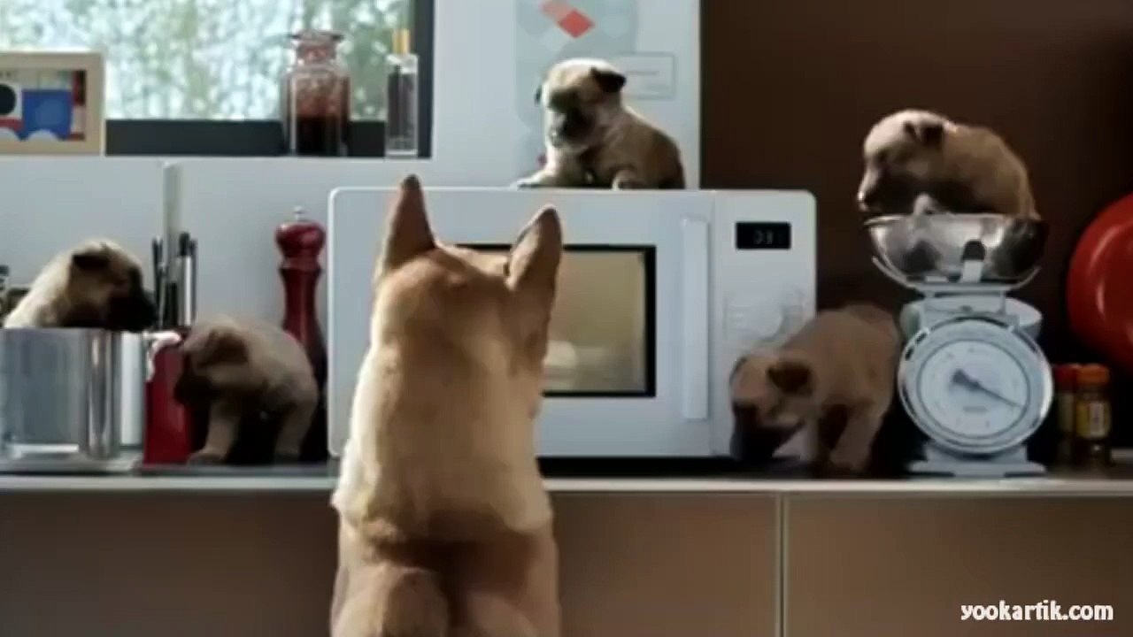 köpek annenin yavrularina bizim kadar güzel bakiyor cok komik..