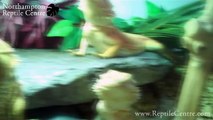Bearded Dragons Eating Giant Mealworms (Morio Worms) (Zophobas morio)