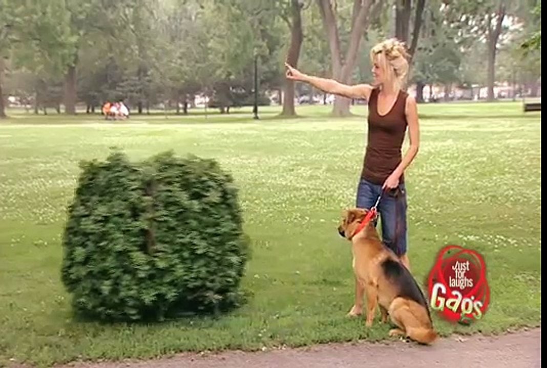 JFL Hidden Camera Pranks & Gags Ultimate Dog Joke video Dailymotion