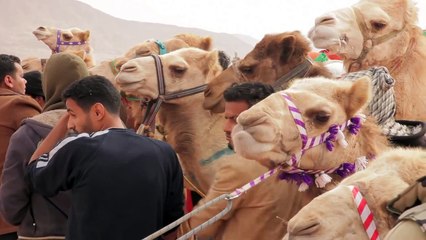 Camel Race - Wadi Rum, Jordan - HD