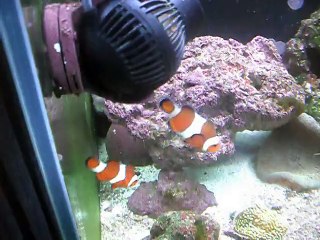 Palyaço Balıklarım