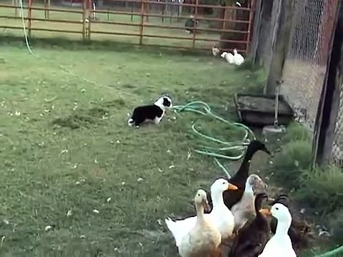 Border Collie puppies at 4 weeks old with ducks