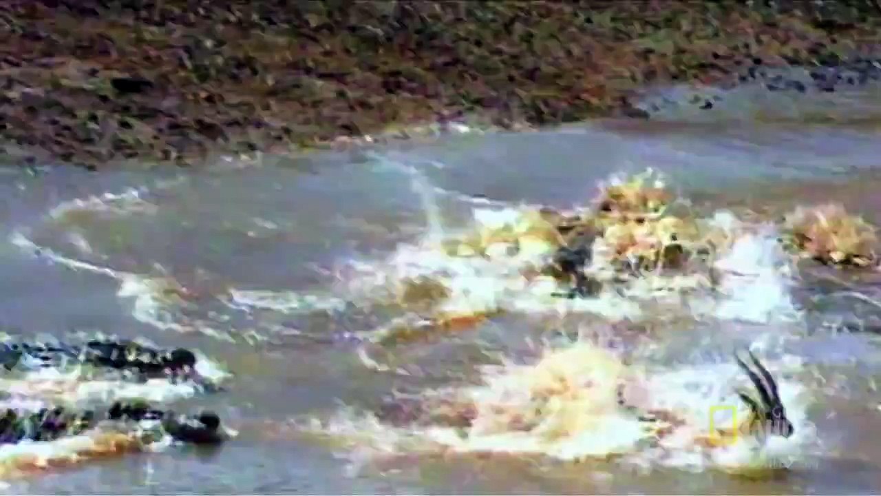World's Deadliest - Croc Attack!