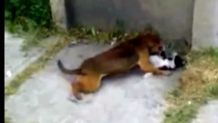 Gato Maltratado Por abusador "Maiki Garcia"