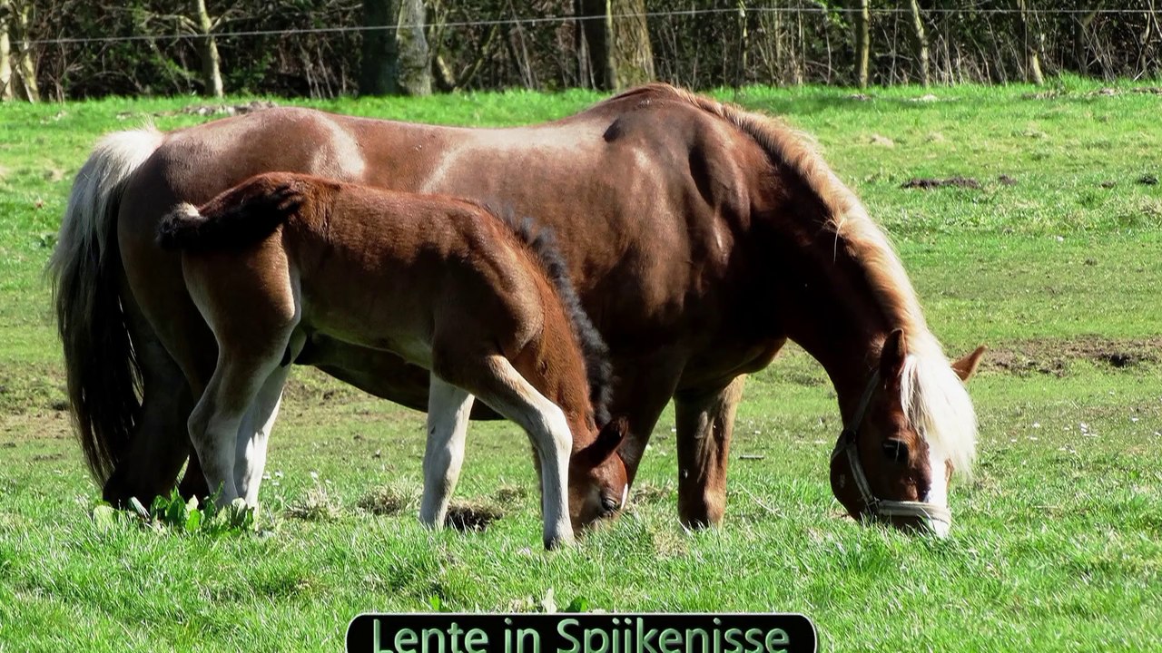 Lentefilmpje / Spijkenisse 2015