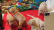 Lab Puppies Chocolate Yellow Black Labrador Retrievers 3 weeks 6 days old