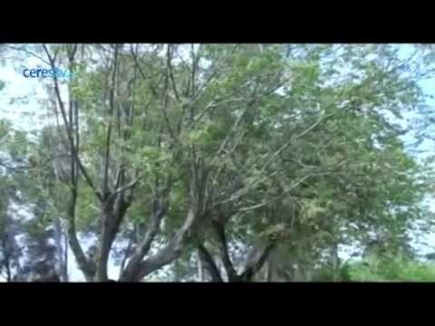 Con la primavera llegan las flores... y las alergias