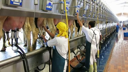 Almarai Al Badiah farm in Saudi Arabia