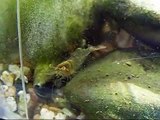 ghost shrimp BABY to  MOTHERHOOD  crevettes 蝦エビhiponGarnelen tôm udang الروبيان