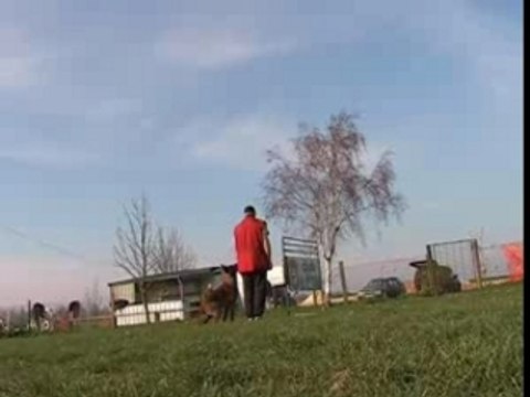 Saut de haie 1,25m par Ulkan