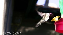 Slow Motion Hummingbirds 3 HD 720p