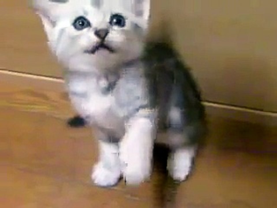 小さい猫パンチ　small cat punch