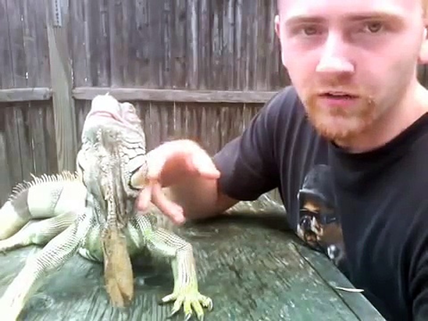 Iguana care tutorial live for 20 years