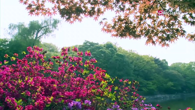 Sadness Hidden Behind Cherry Blossoms 벚꽃 뒤에 숨은 슬픔