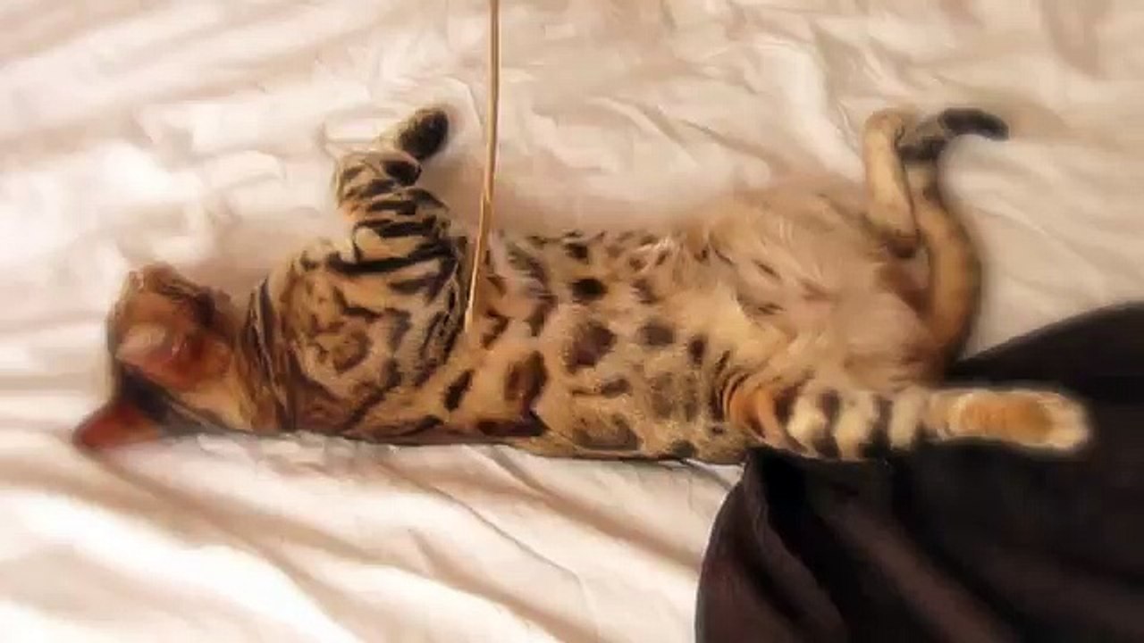 Fifty Shades of Cat