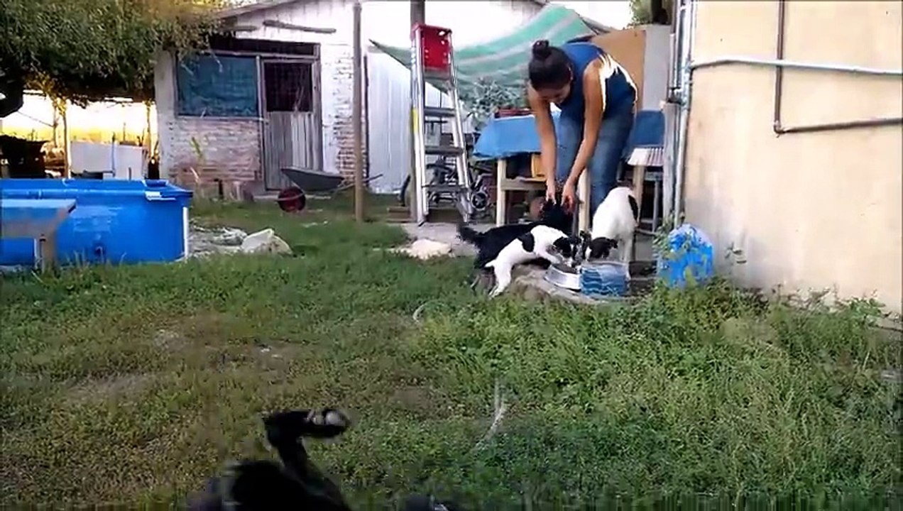 Perrosperrosperros