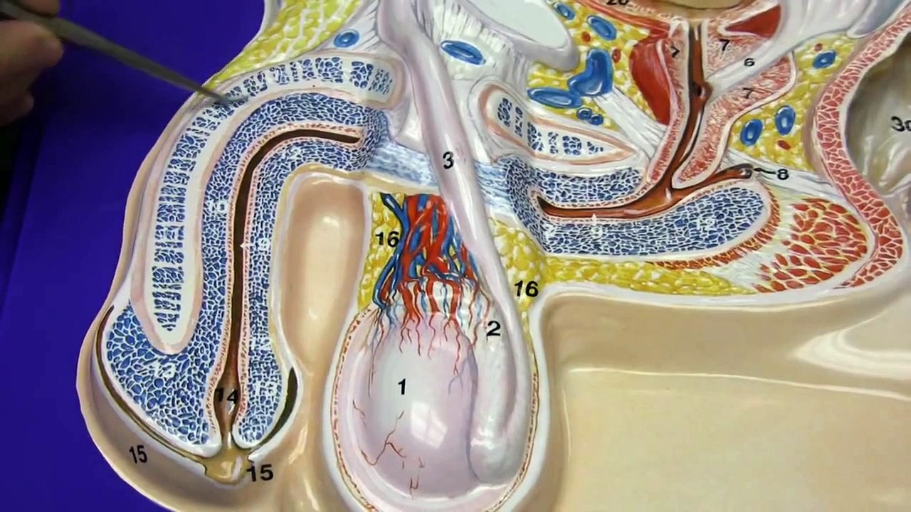 Male Reproductive System - video Dailymotion