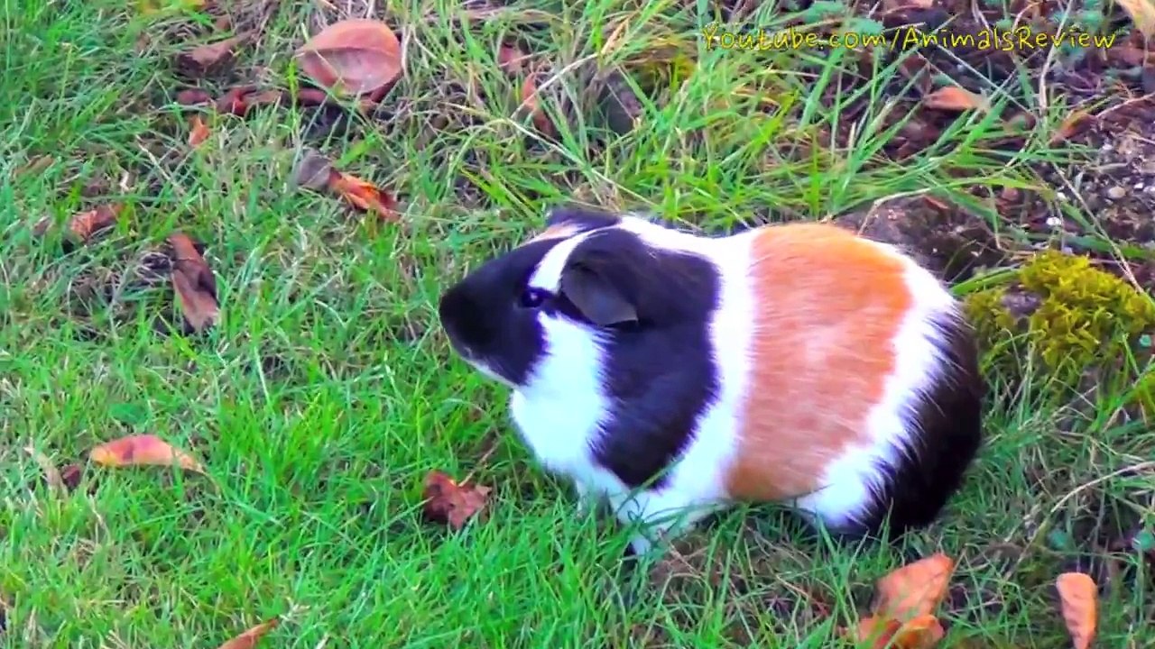 Guinea Pig Noises Loud Squeaking Sounds