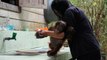 Bath time for baby Orangutans, Orangutan Care Center, Borneo, Indonesia (MVI 3143)