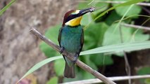 Ptice Hrvatske - Pčelarica (Merops apiaster) (Birds of Croatia - Bee-eater) (3/3)