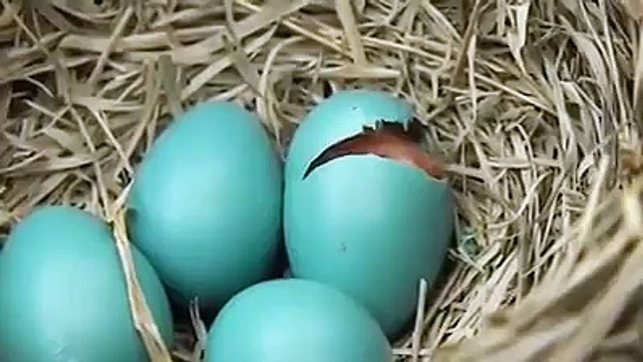 Baby Bird Hatching