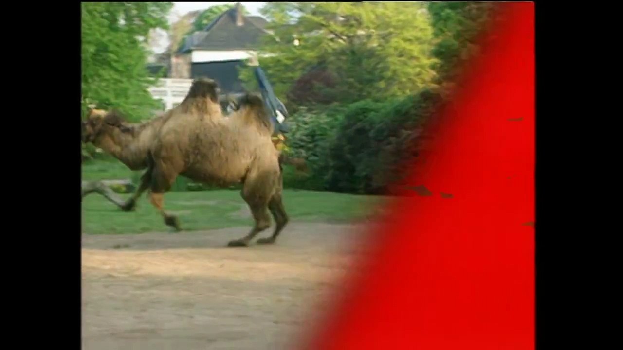 Raab in Gefahr beim türkischen Fußball - TV total