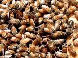What If The Disappearance of the Bees is Caused By...