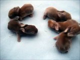 Coco'd Litter : Baby bunnies 1 week old