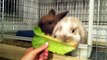 The Bunisher & Robohop - Mini Holland Lop Bunnies, Robohop Takes a Tumble