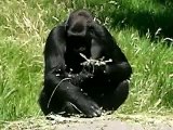 Gorillas!