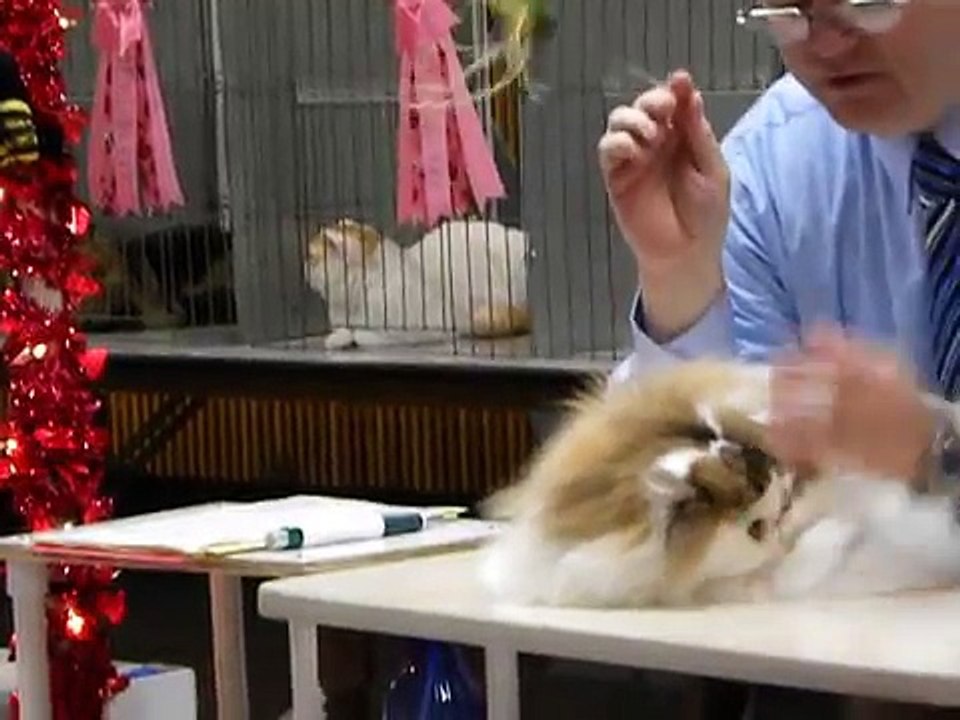 Fluffy Persian at a Cat Show