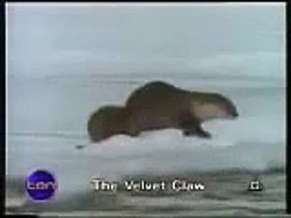 Otters vs a coyote