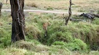 Amazing !! King of jungle loss against Leopard