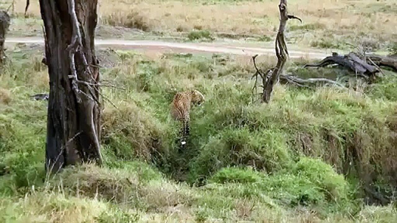 Amazing !! King of jungle loss against Leopard