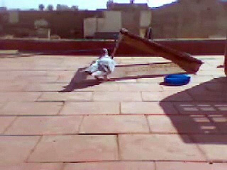 chasse pigeon  صيد الحمام