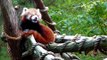 Red pandas: The cute, the cuter and the cutest
