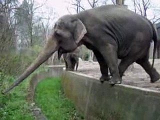 funny video clips of elephants