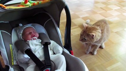 cat meets baby first time