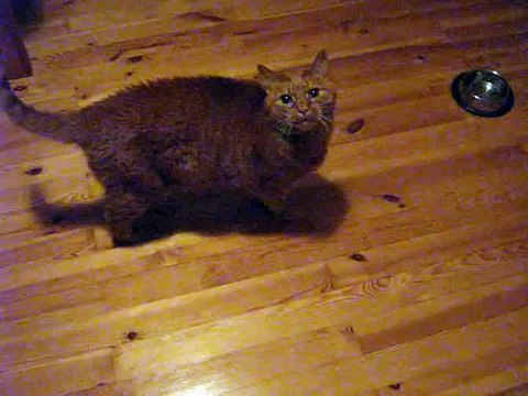 Cat meowing and purring