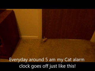 Cat Alarm Clock