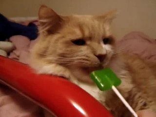 cat eating sour apple lollypop