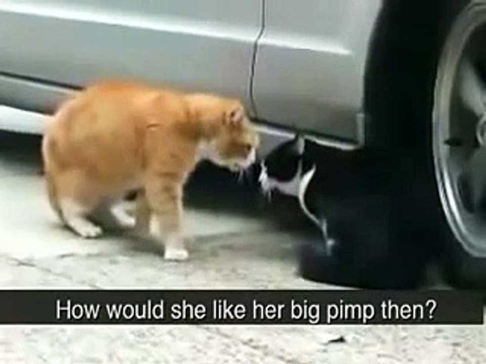 This Cat Betrayed His Girlfriend