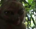 OMG cat meets the Dramatic Lemur