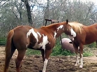 Fighting Horses #1  ~ Cash and Zackery 2010