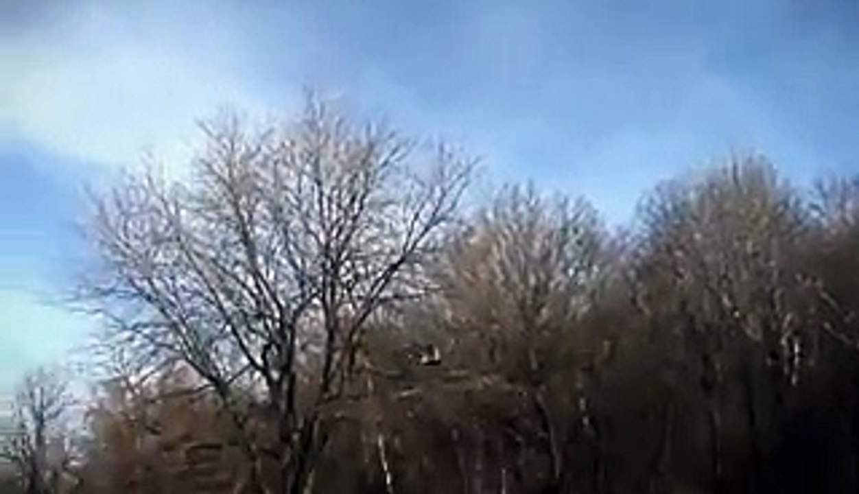 Golden Eagle Snatches a Kid